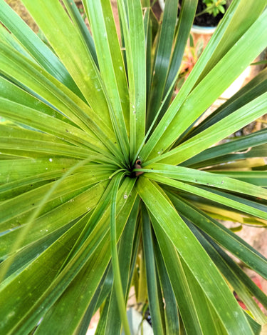 25 BLUE DRACAENA ( Spikes / Broad Leaved Cabbage Tree / Mountain Cabbage ) Cordyline Indivisa Flower Seeds